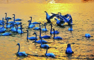 ��������Ӱ